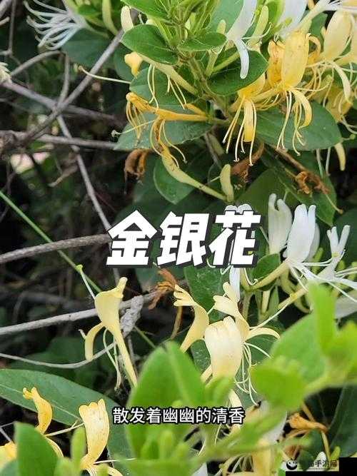 骑蛇难下(双)金银花免费：揭秘神秘草药背后的故事